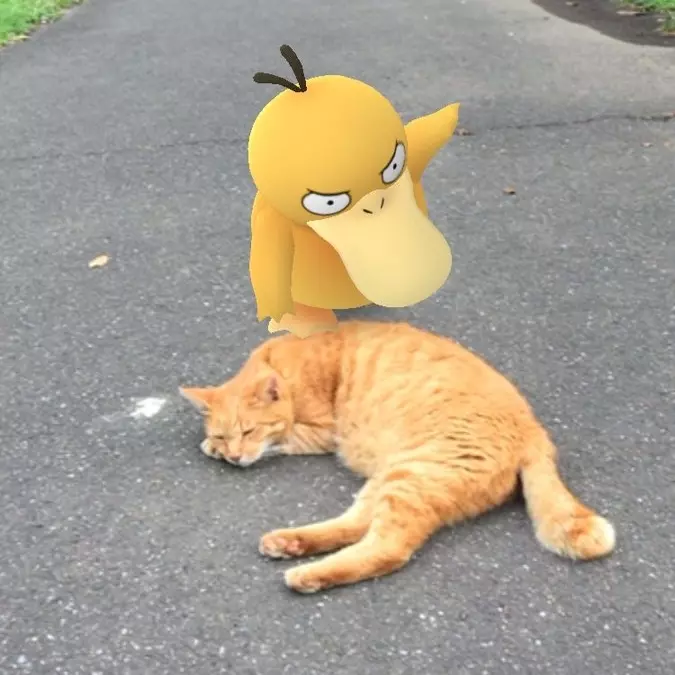 不可思議的《Pokemon GO》奇遇　可達鴨狂揍貓咪之後的結果...