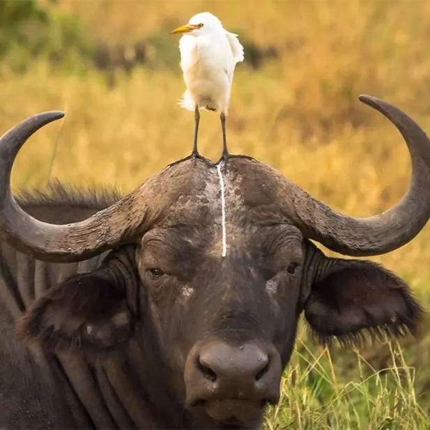 搞笑野生動物攝影大獎　每一張都超有巧思！