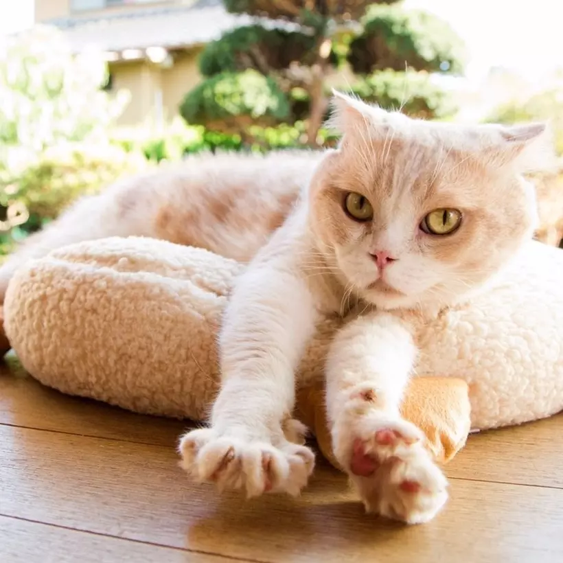 貓奴們！你很愛的手機遊戲「ねこあつめ」即將開拍成電影，故事是文青最愛的那種
