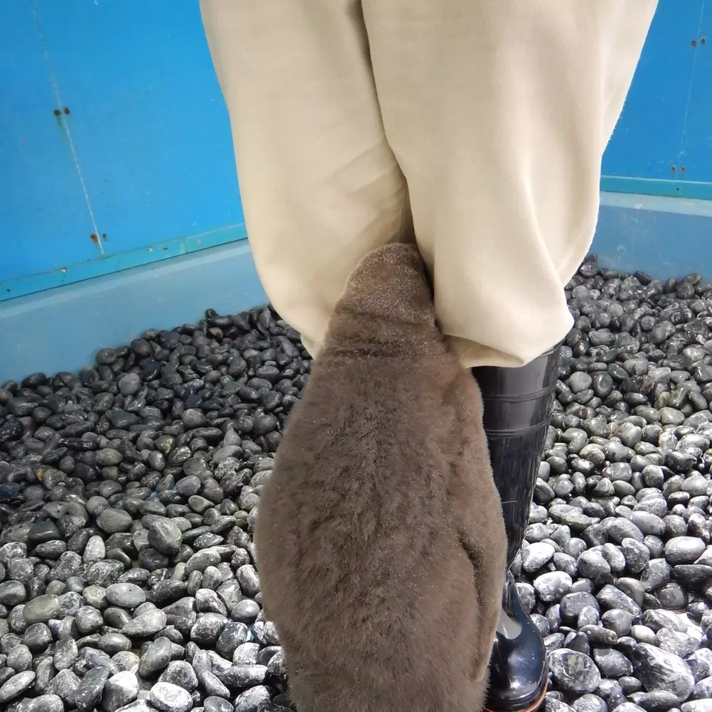 國王企鵝愛把臉埋在飼育員兩腿之間　可愛動作讓日本網友融化！