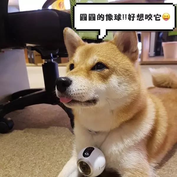 柴犬NANA 360度視界好好玩！全景實況陪NANA玩翻天