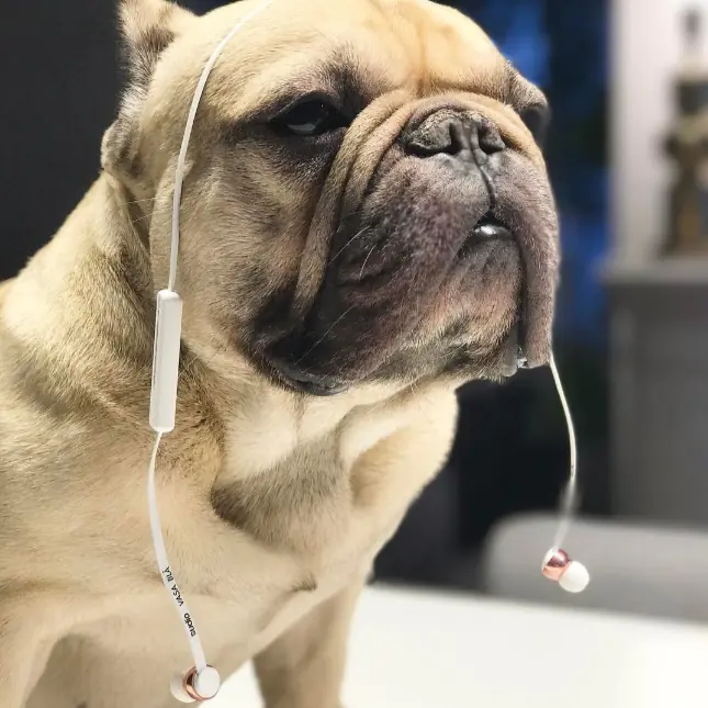 連毛小孩們都為之瘋狂的耳機？你 WIRELESS 了沒！