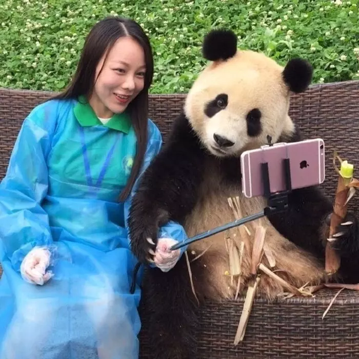 成精了！這隻貓熊與遊客合影會找鏡頭　還吃東西配合照相超萌！