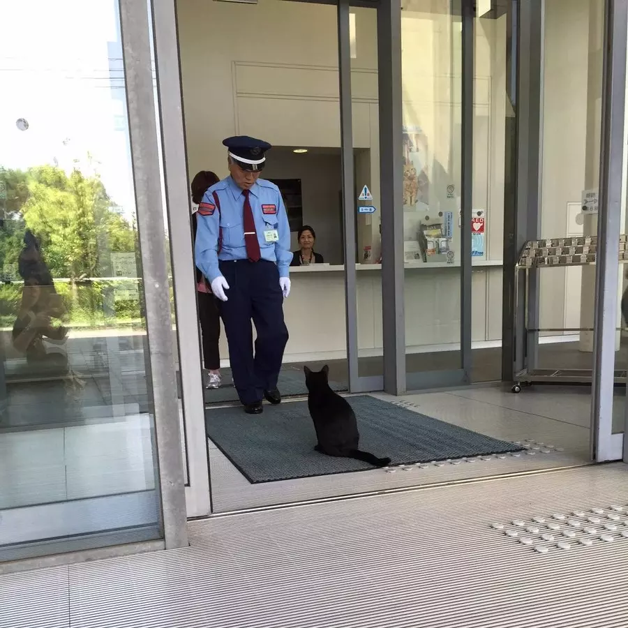 爆笑！日本貓咪想要參觀藝術展　不斷被保全大叔擋下後一臉哀怨站在門口...