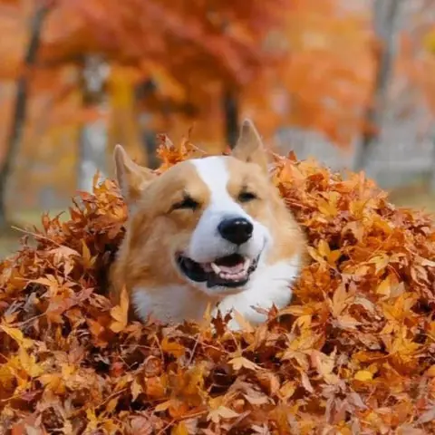 柯基犬基因超強大　8 種與柯基混種的可愛萌犬！