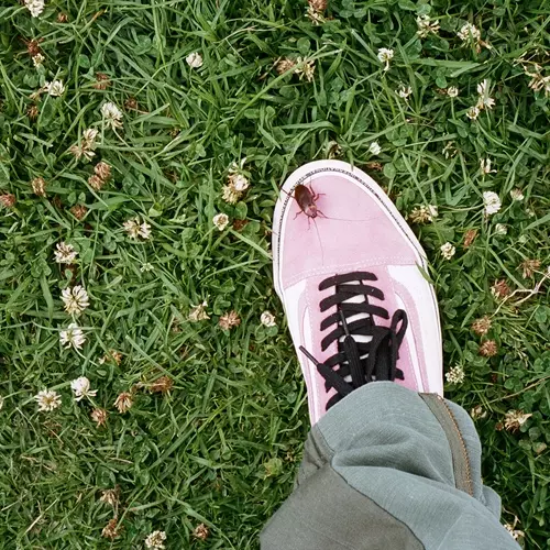Stüssy X Vans 加州風情極致釋放，今夏最西岸的聯乘就在 6/23 Stüssy Taipei