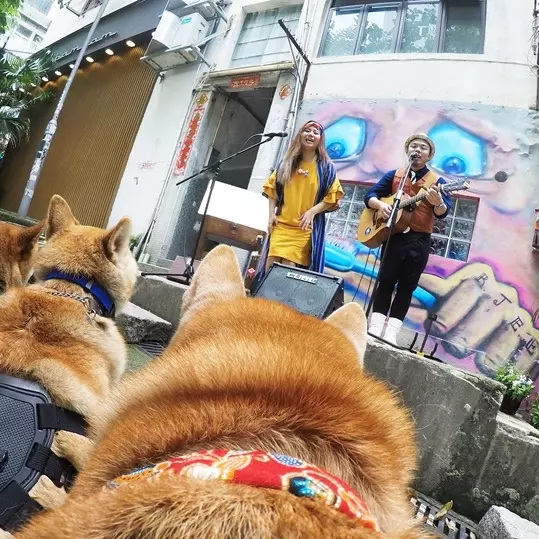 超萌！柴犬視角帶你遊香港舊城中環