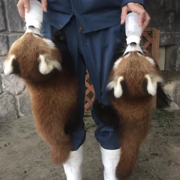 好想餵！2 隻小貓熊撲上飼養員搶喝奶　畫面太治癒萌翻網友！