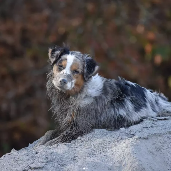 超強牧羊犬現身，神技從柵欄中間橫飛穿越！