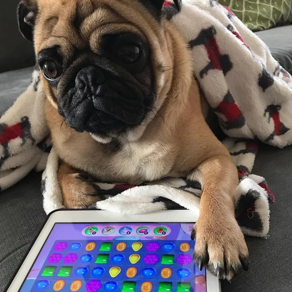 〔你孝親系〕過年與長輩相處，你招架得住嗎？精選 5 款遊戲 Apps 讓你輕鬆拉近與長輩間的距離！