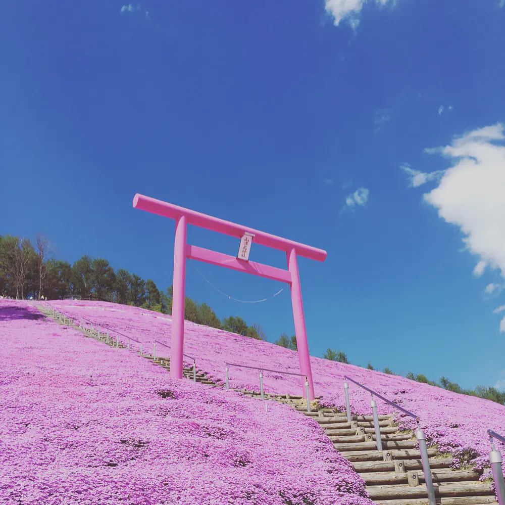 讓白雪化成花海！春夏的北海道，每一處都是絕美的 IG 照背景！