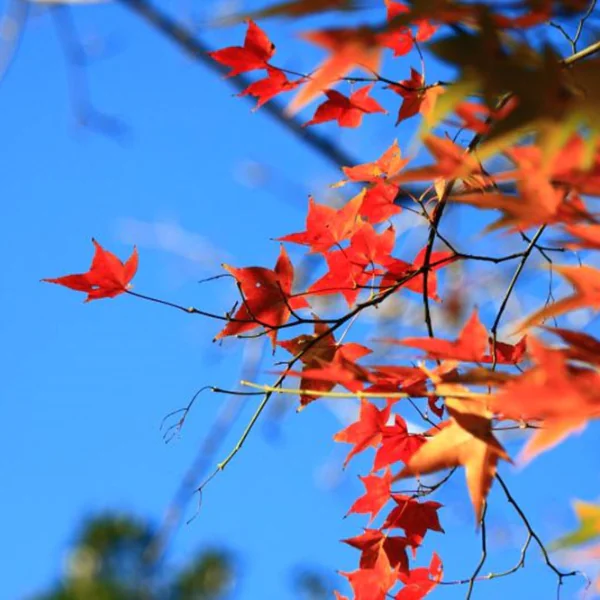 不用出國也能賞紅葉！台灣賞楓 5 大熱點推薦、楓紅預測報你知