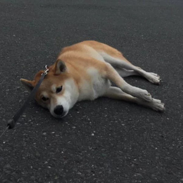 對付史上最無賴的柴犬，主人想到這招破解，讓所有人都融化了！