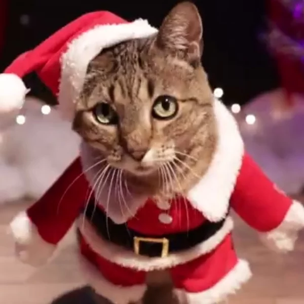 不謝前任謝「貓皇」！亞莉安娜歌曲被改編成〈Thank U, Cats〉　貓奴融化：2018 年完整了…