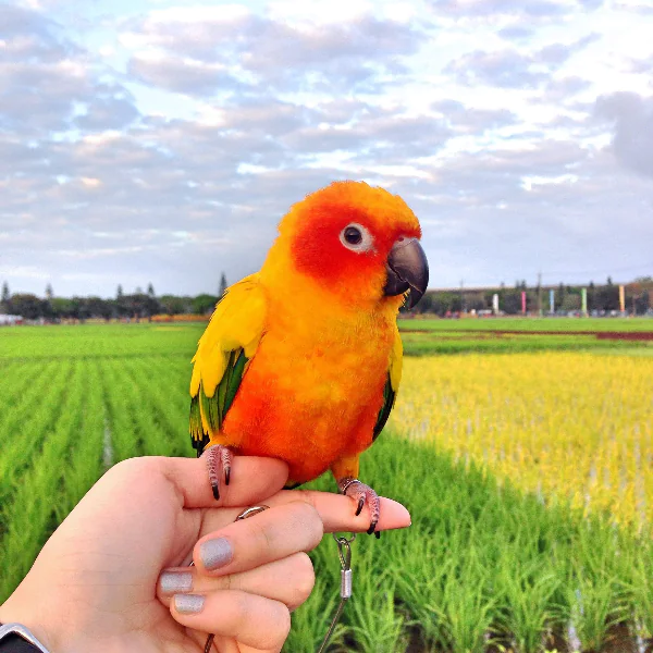 人際關係不順？日本占卜師推出 4 種動物心理測驗　2019 年想轉運看這邊！