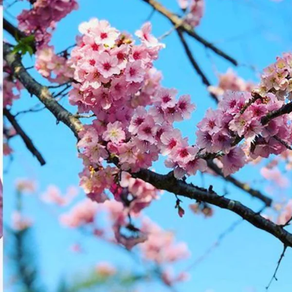 春夏季香港賞花地點 2019 全公開 不用去旅行也可以賞到花｜