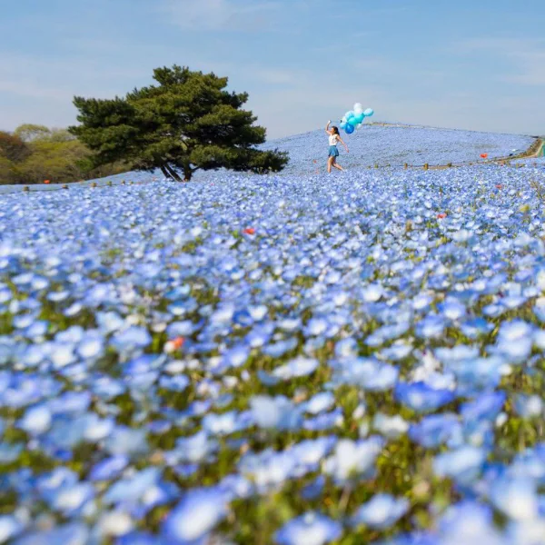 必讀！東京近郊粉蝶藍花海 | 國營常陸海濱公園賞花攻略 2019