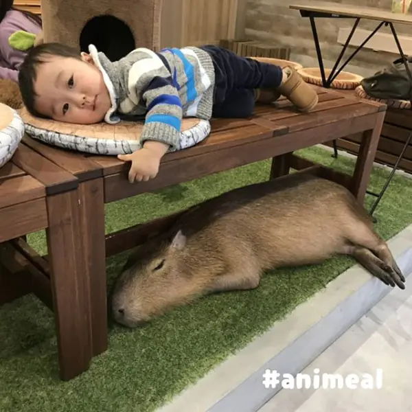 柯基咖啡廳算什麼！特搜日本 8 間超獵奇動物咖啡廳 水豚、企鵝、絨毛栗鼠陪你一起喝咖啡