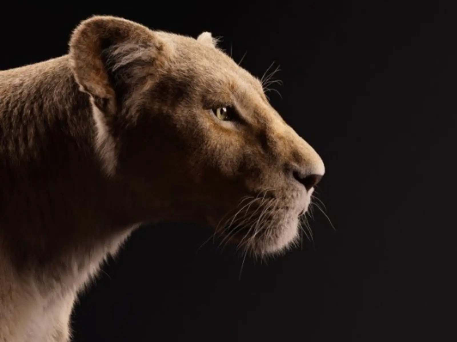 全新迪士尼電影《獅子王》這個月上映！動物與配音卡司霸氣對視 天后碧昂絲性感演繹女主角「娜娜」！