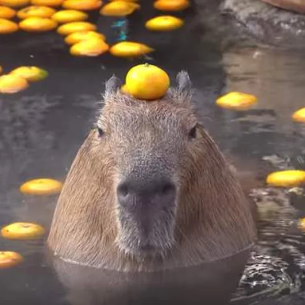 台灣也能看到水豚泡澡啦！木柵動物園全新園區開幕　超可愛「水豚、樹獺、水獺」一次看好看滿～