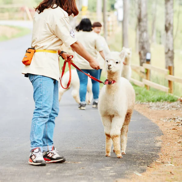 想遛草泥馬嗎？韓國「草泥馬樂園」超療癒，拍照、餵食、散步樣樣來