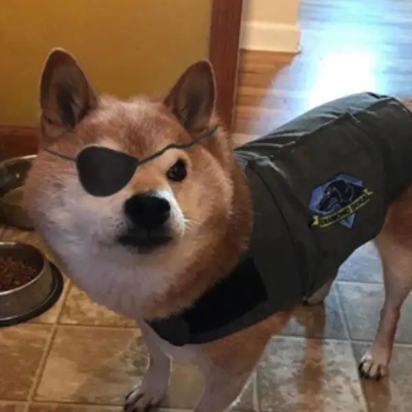 氣氣氣氣氣！「總是在生氣」的臭臉柴犬靠著厭世表情網路爆紅！