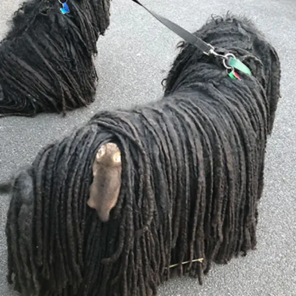 只想好好散步不行嗎！澳洲牧羊犬出門散步，沒想到竟連續兩天偷渡「負鼠寶寶」回家！