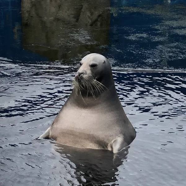 這是工讀生扮的吧！網友驚見日本水族館超有戲海豹，神似「澡堂泡湯的歐吉桑」！