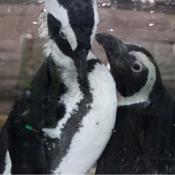 驚呆！京都水族館公開館內 59 隻企鵝超複雜的關係圖，這些企鵝的私生活簡直比八點檔還精彩！