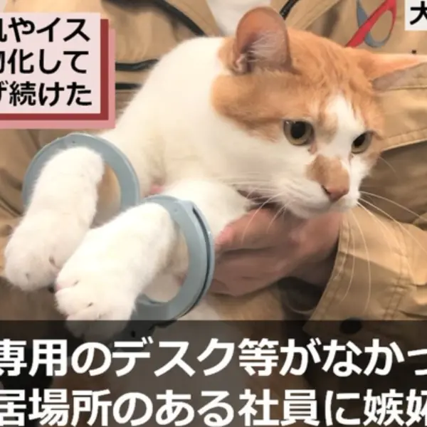快報警抓你的豬隊友同事！日本公司喵星人「每天上班都被逮捕」新聞梗圖爆紅！