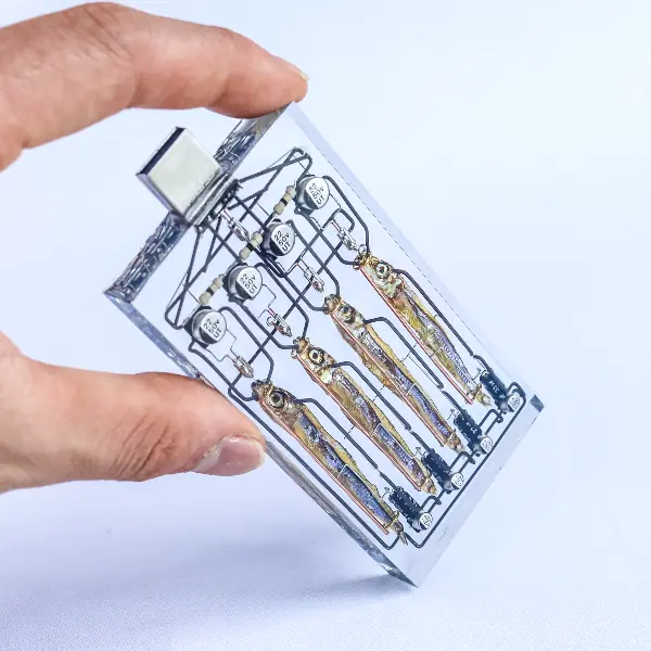造型太酷炫！日本學生聲稱成功研發「魚腦記憶 USB」，4 條魚並列就達到 128GB 大容量！